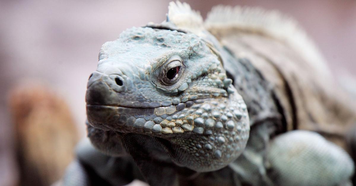 falling iguana warning