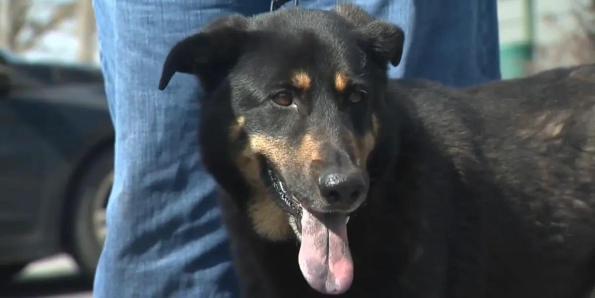 Oscar the "gay" dog got adopted by an actual gay couple.