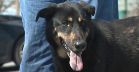 Oscar the "gay" dog got adopted by an actual gay couple.