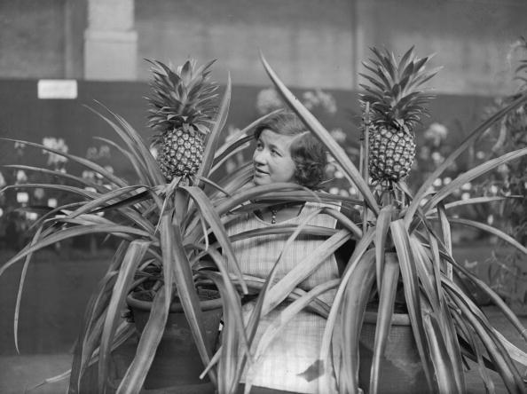 A woman examines two pineapple plants