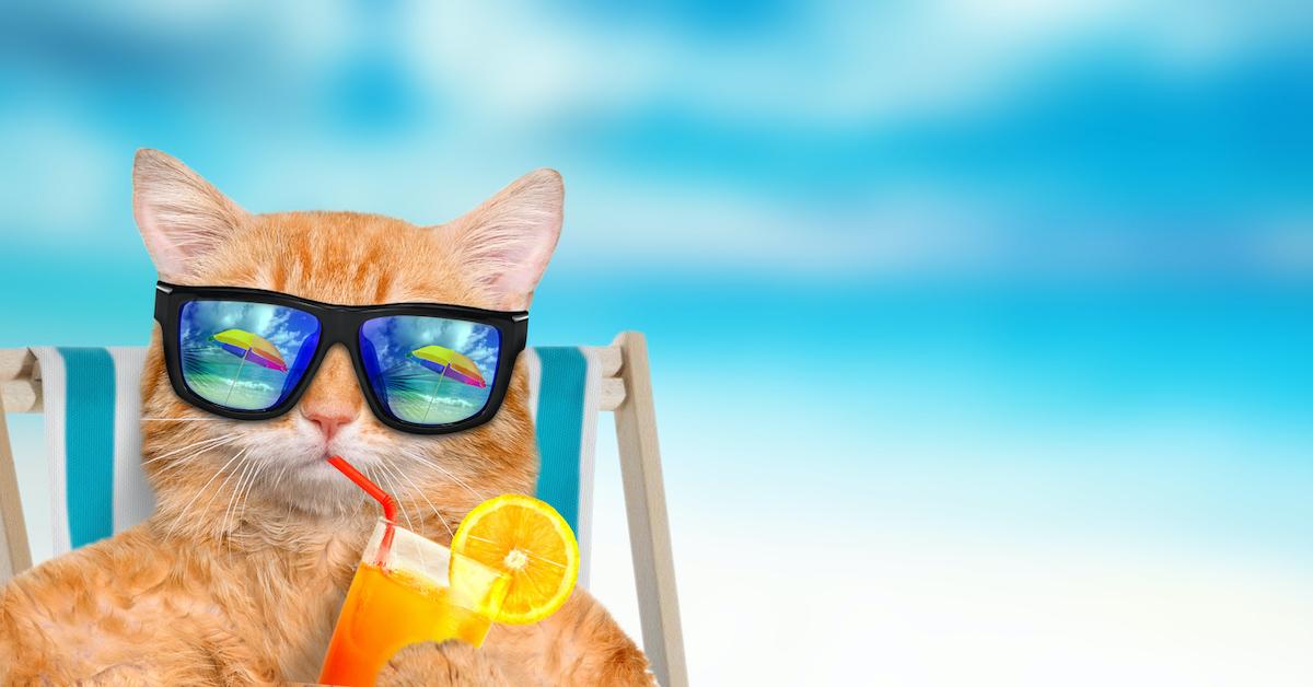 A cat with sunglasses