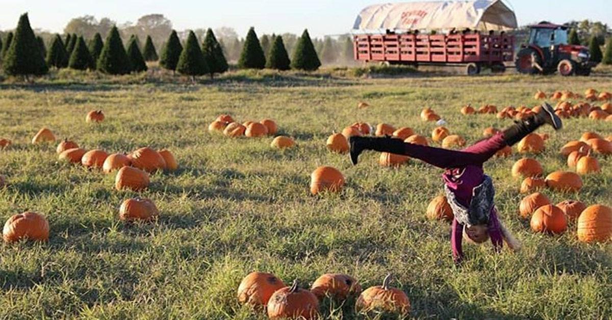 best pumpkin patch near me houston