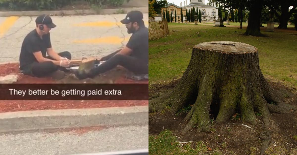 Taco Bell Workers Filmed Removing Stump From Front of Store