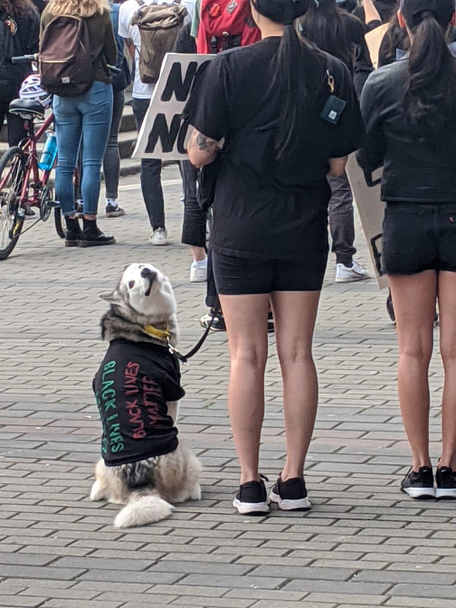 protest dog