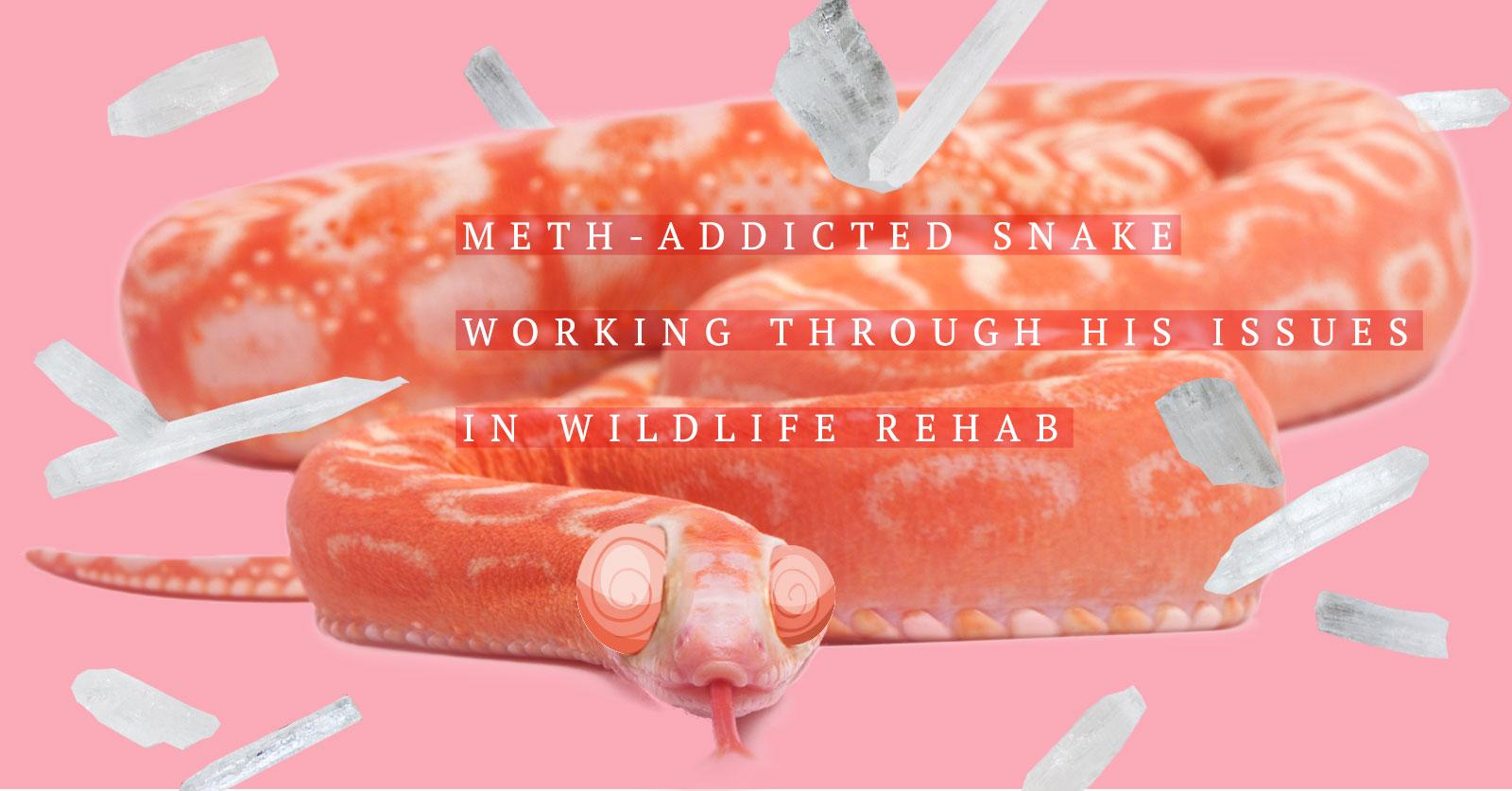 methsnake2-1492348113095.jpg