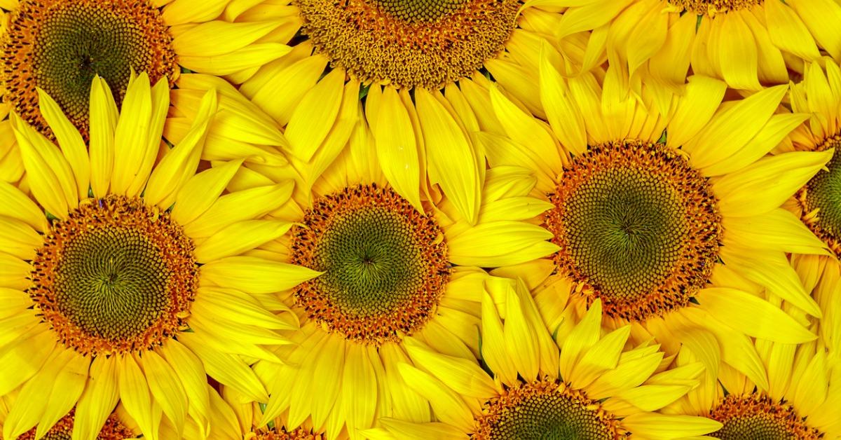 background autumn with sunflowers closeup background of sunflowers picture id