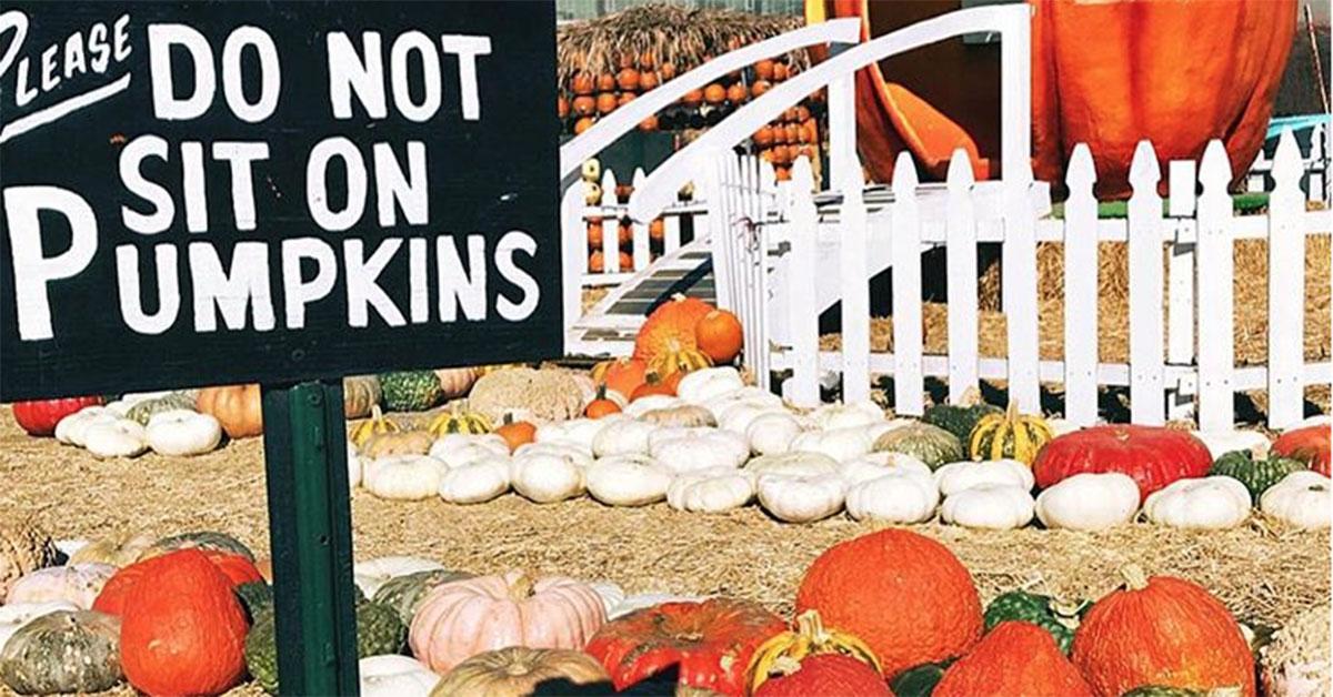 The Best Pumpkin Patches Near Me — Here's Where You Need to Go