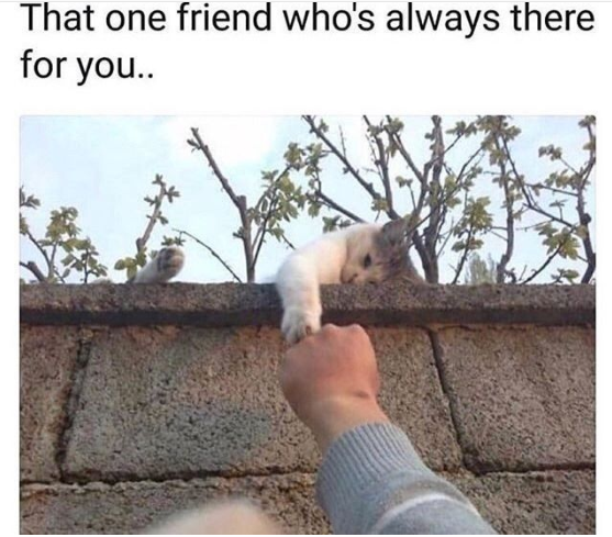 friendship meme