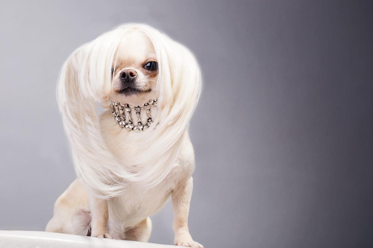 dogyears-1538515851936-1538515855217.jpg