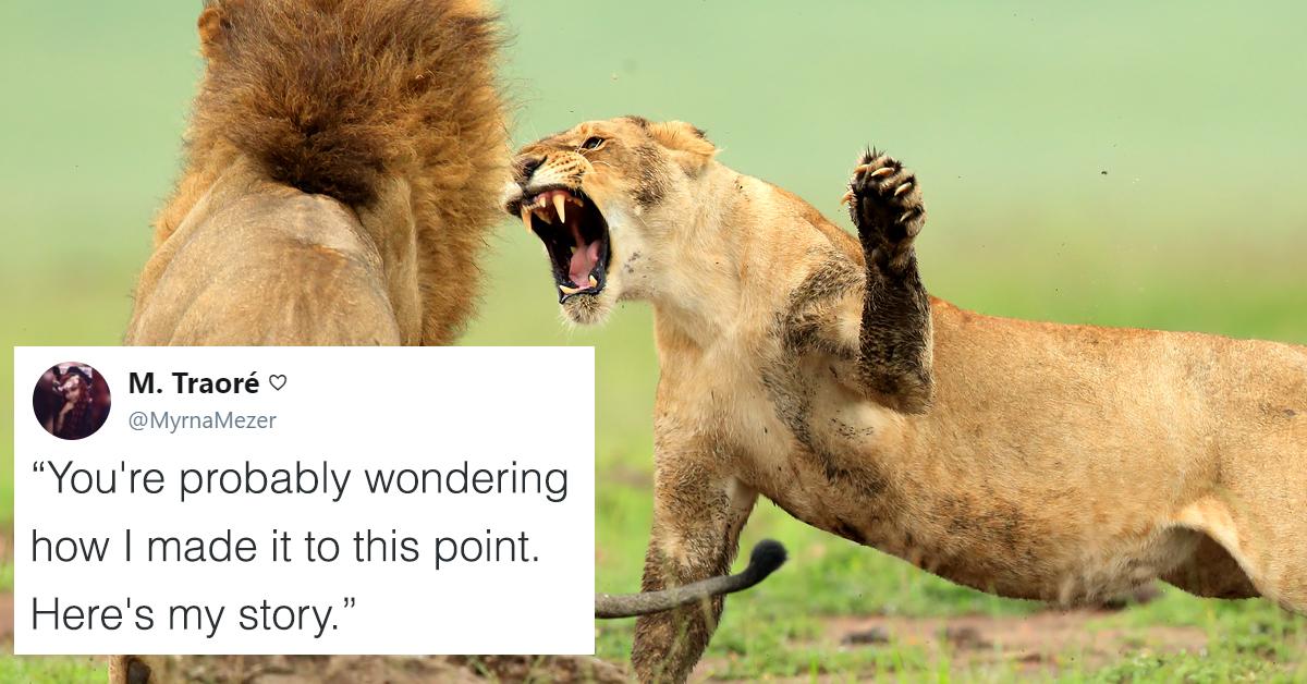 People Created this Hilarious Whole Movie Plot About Lions in a Single ...