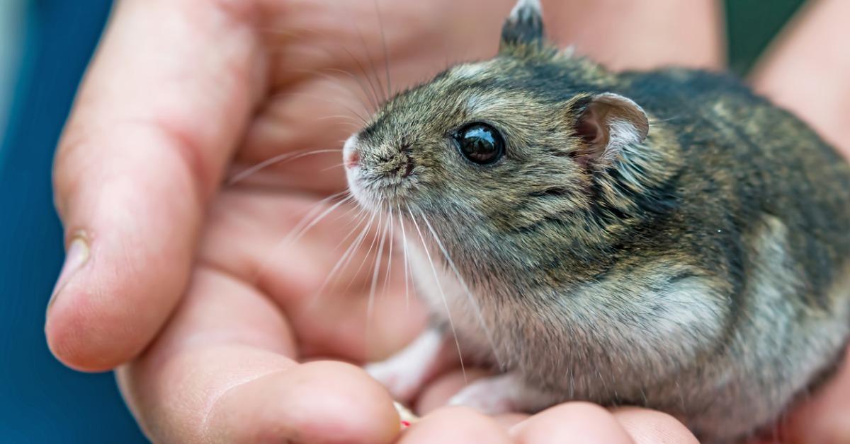 small pet hamster species phodopus sungorus in the palm of the boy picture id