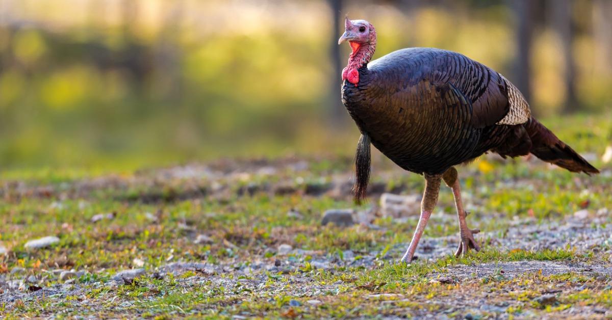 wild turkeys picture id