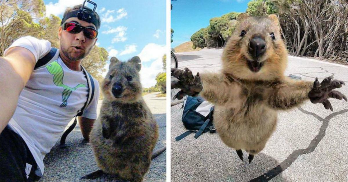 Cyclist Quokka Selfie Is the Cutest Thing You'll Ever See