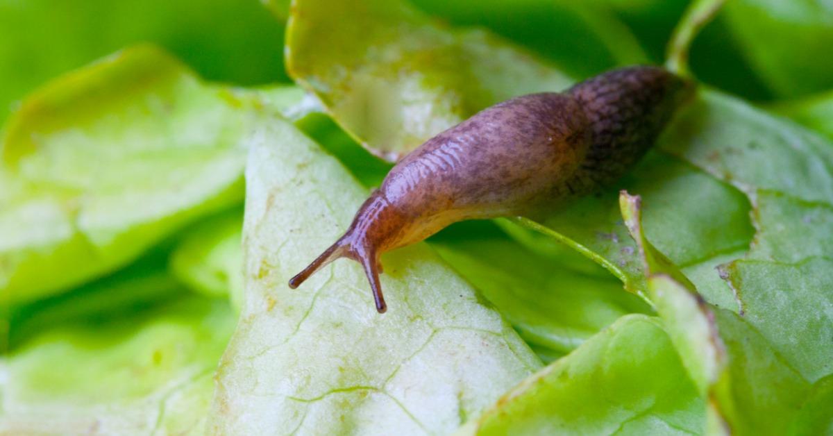 salatblatt mit schnecke picture id