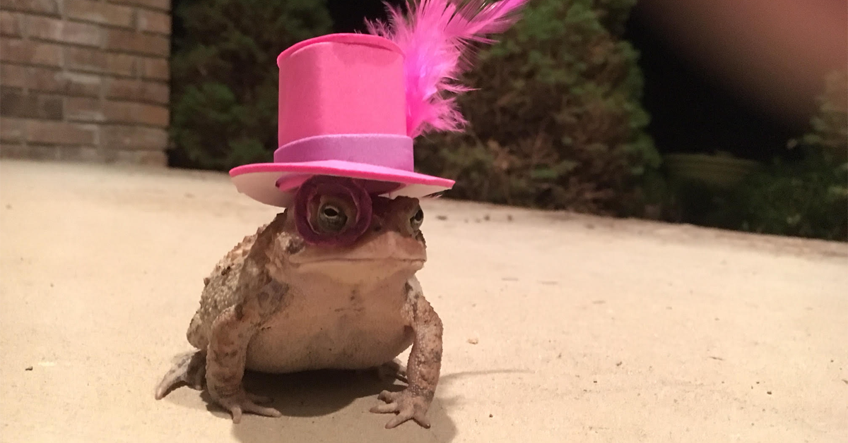 Meet ToadBro, the Toad That Wears a Plethora of Homemade Hats