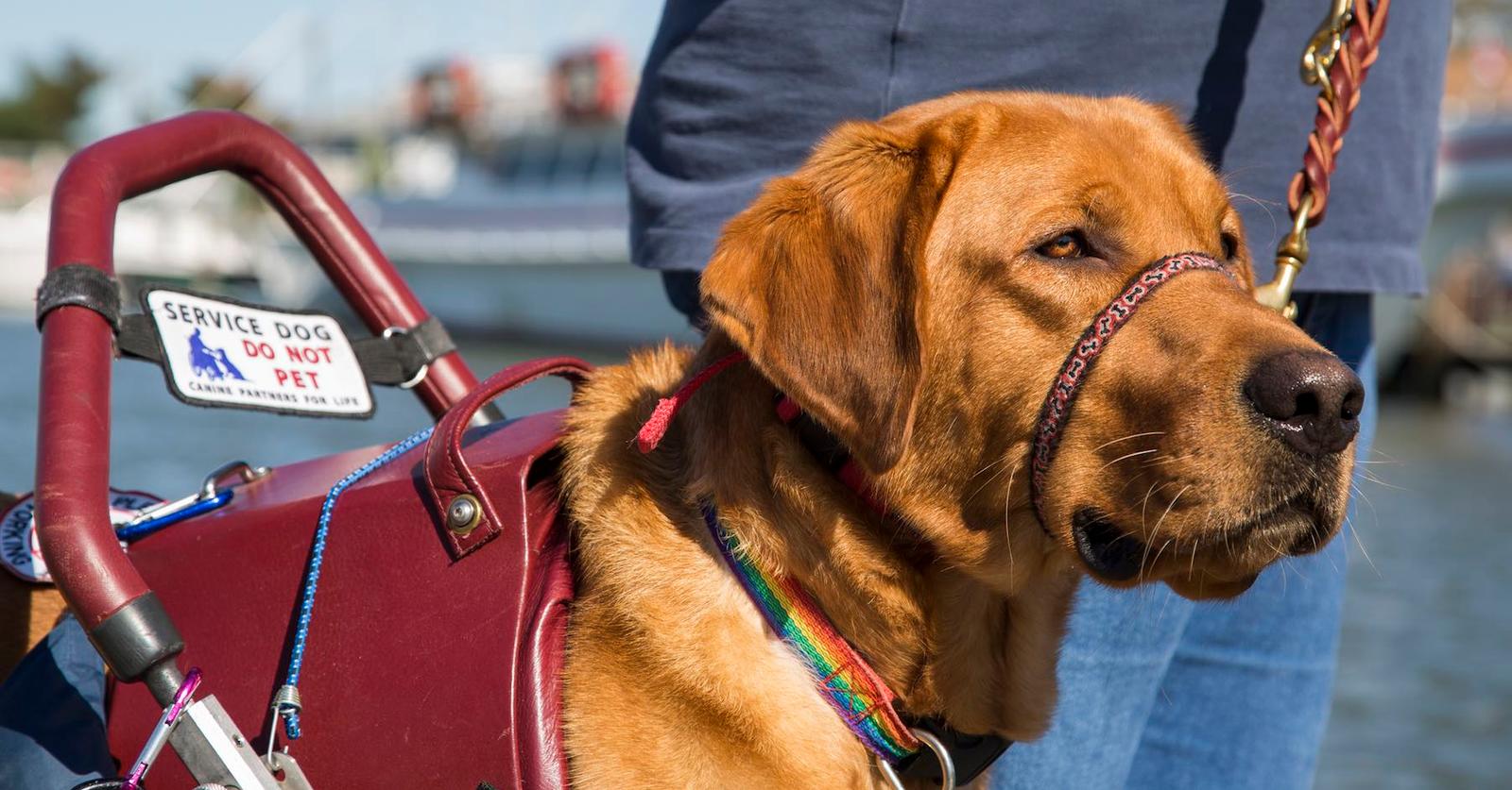 What to Do If a Service Dog Without a Person Approaches You