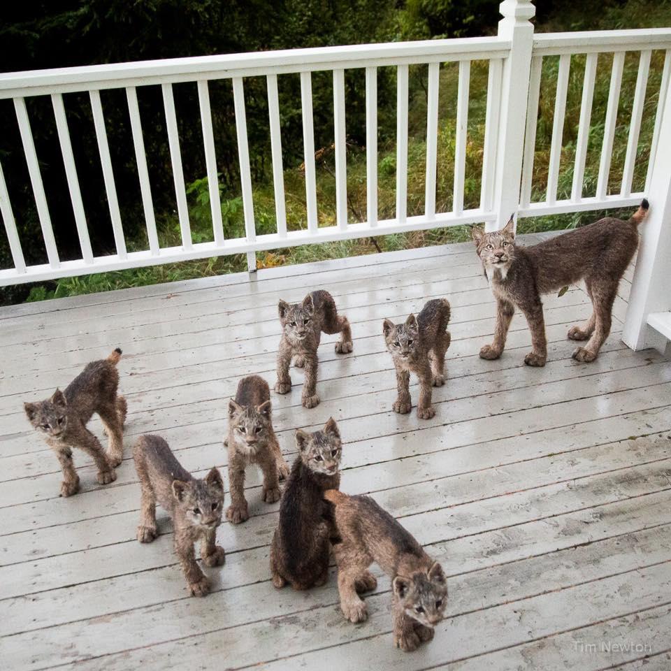 lynx1-1506976179715-1506976181589.jpg