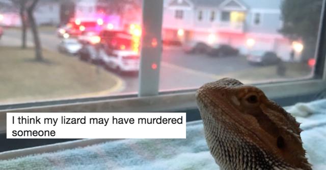 Lizard Interrogates The Internet Is Terrified for This Lizard-Owning Woman