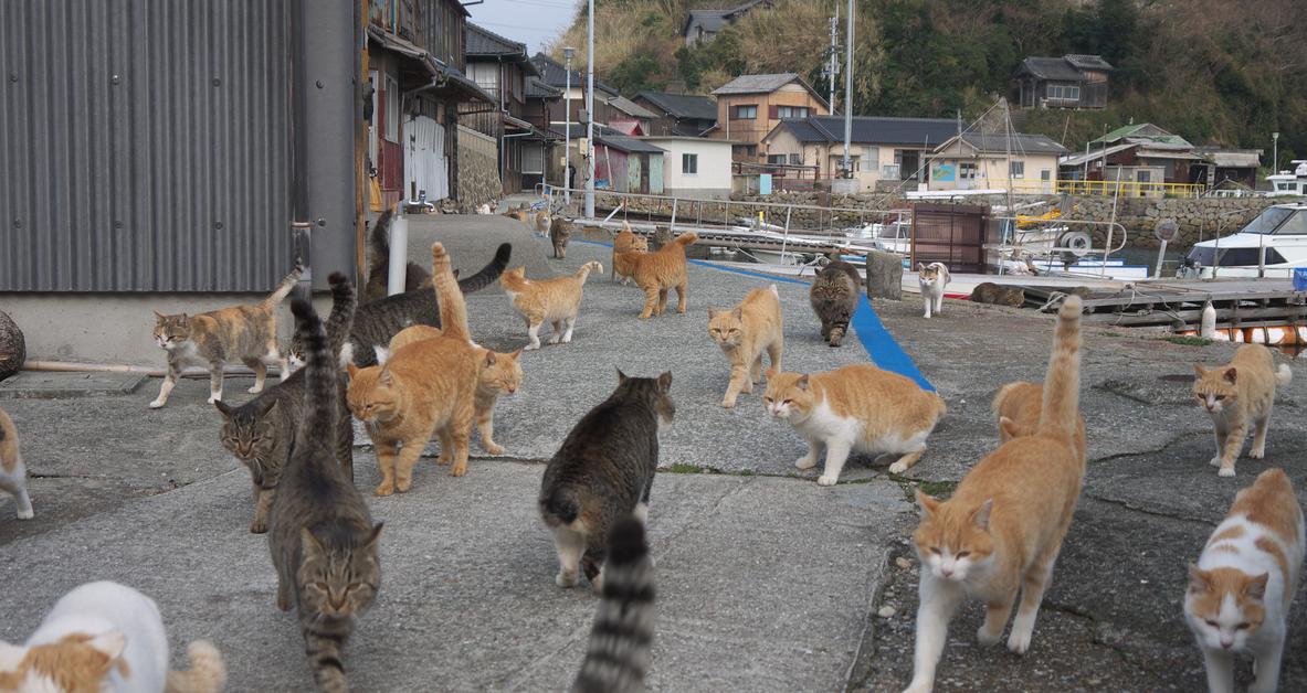 Aoshima, also known as 'Cat Island' has a cat population that is a sixfold  increase over the human inhabitants. : r/interestingasfuck