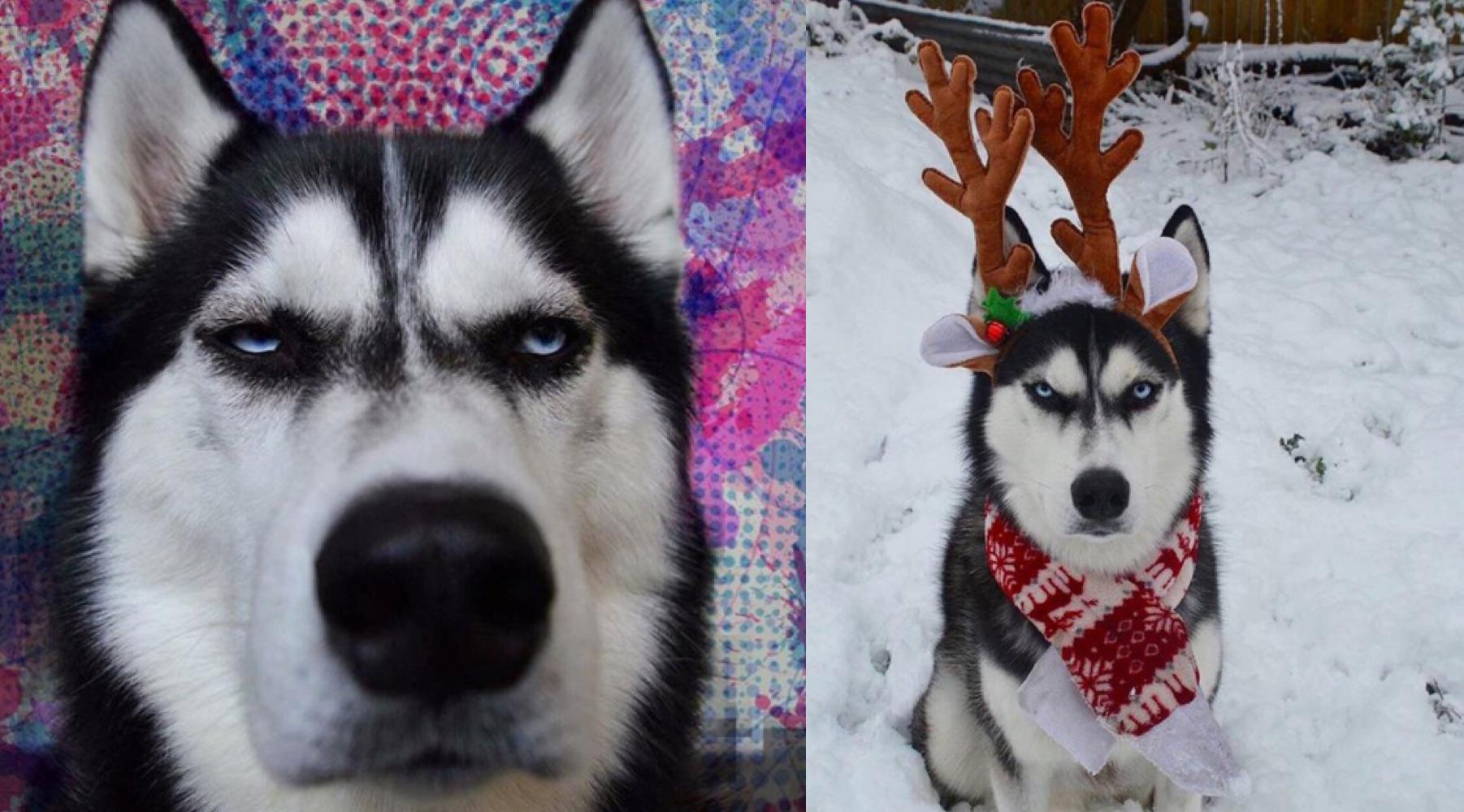 doghusky-1513611915416.jpg