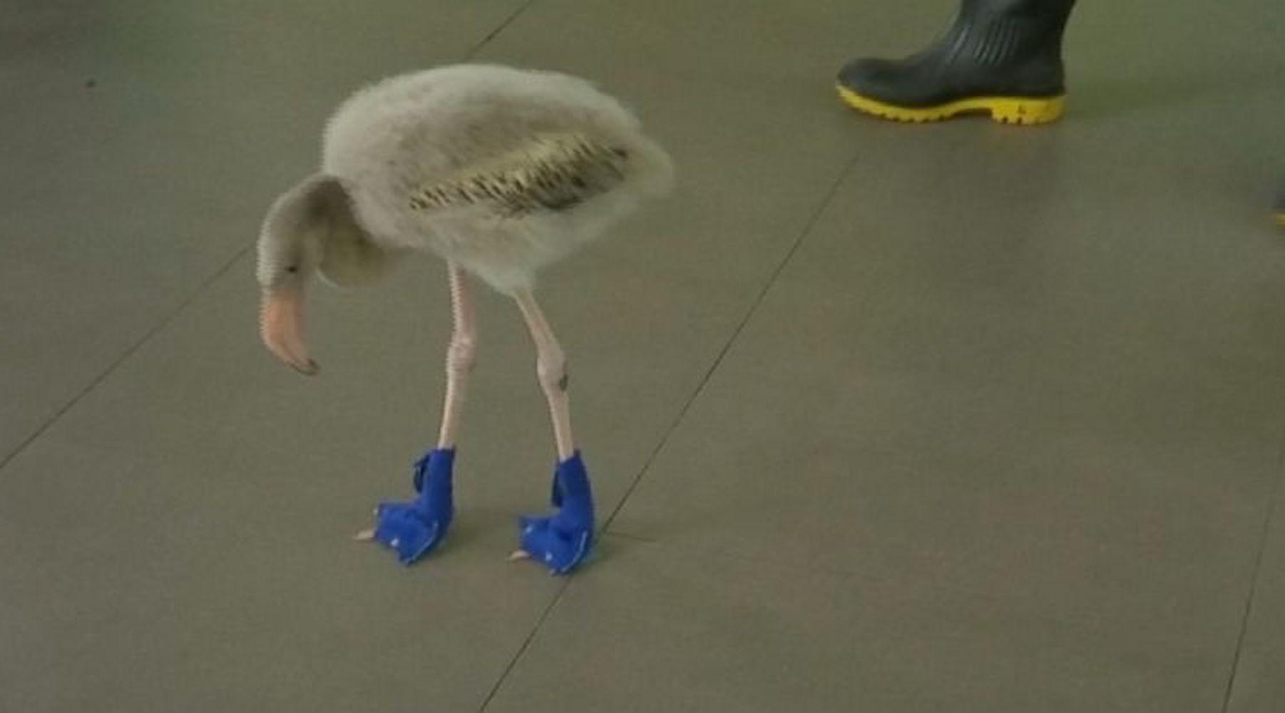 flamingos-1503065725113-1503065727436.jpg