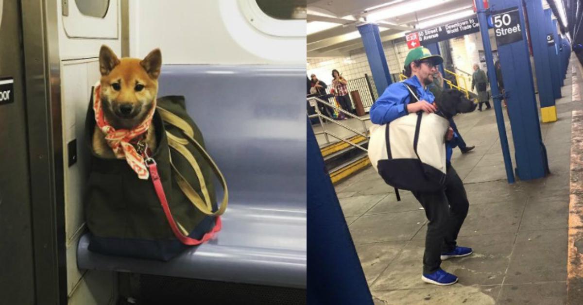 These Dog Owners Beat New York's Subway Ban In This Very Creative Way