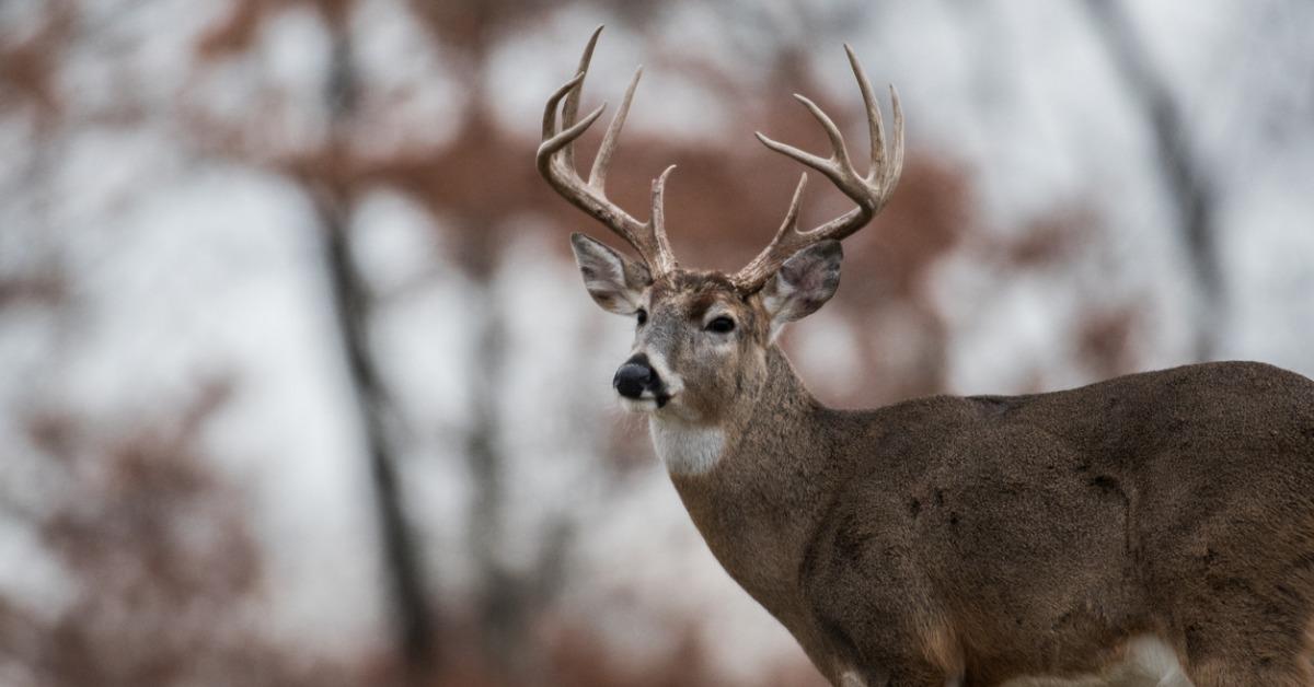 whitetailed deer buck picture id