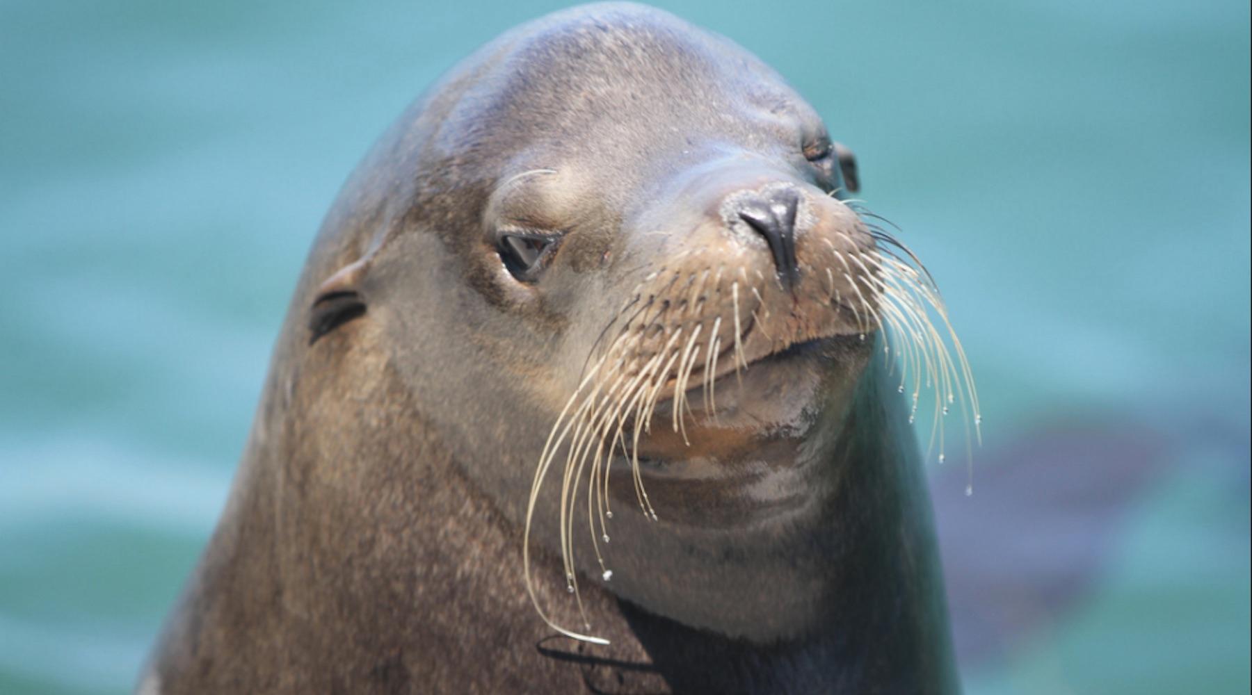 sealion-1513612723793.jpg