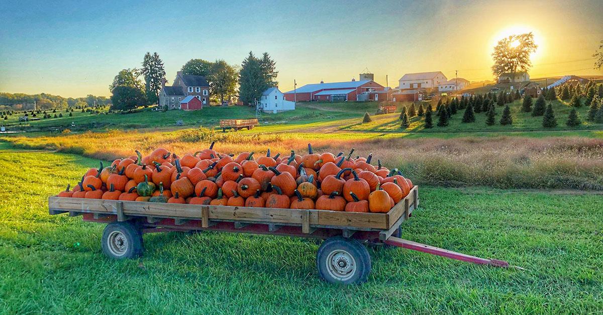 best pumpkin patch washington dc