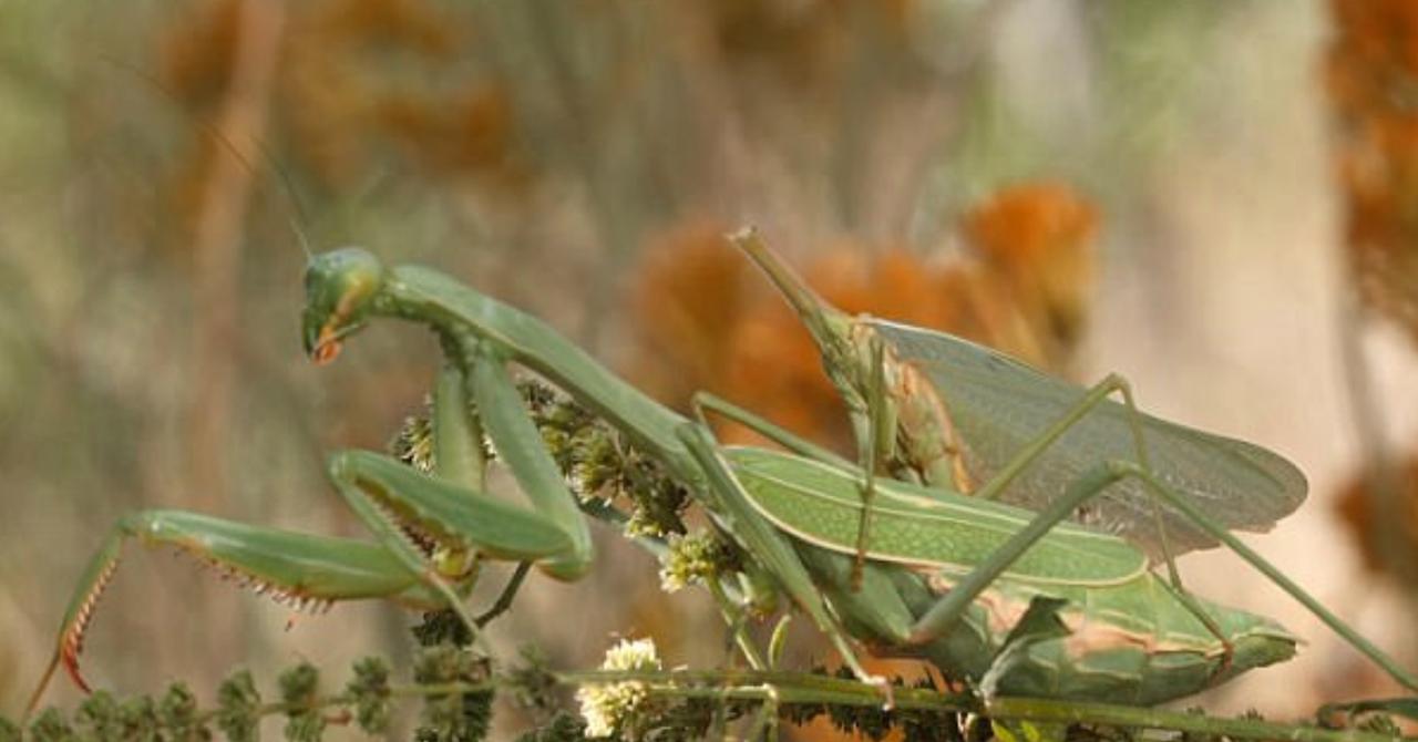 Male Praying Mantis Continues Having Sex After Getting Decapitated