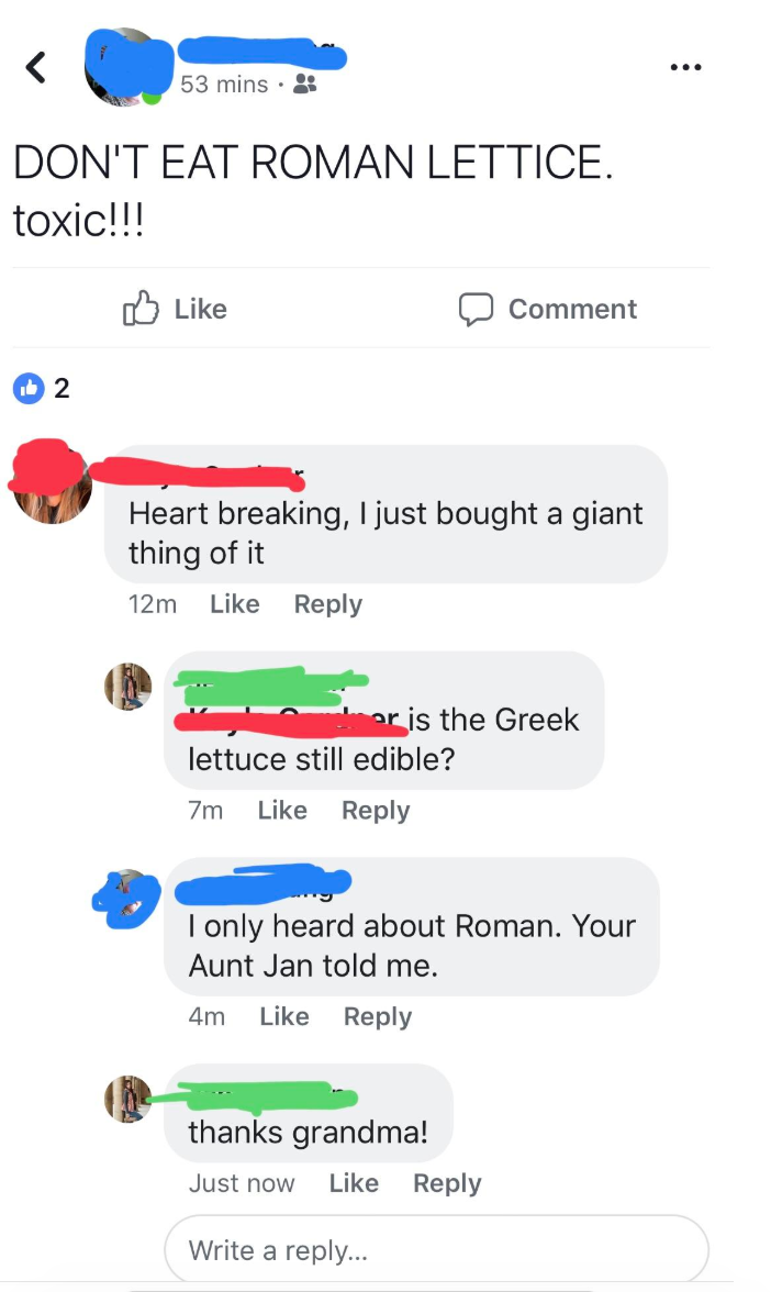 roman lettuce