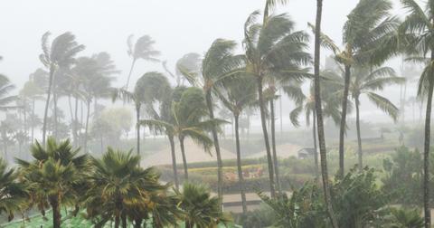 palm trees blowing in the wind and rain as a hurricane approaches a picture id