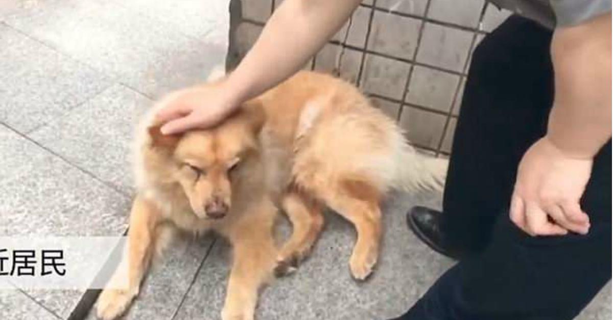 Dog Waits Every Day at Subway Stop to Greet Owner When He Returns From Work
