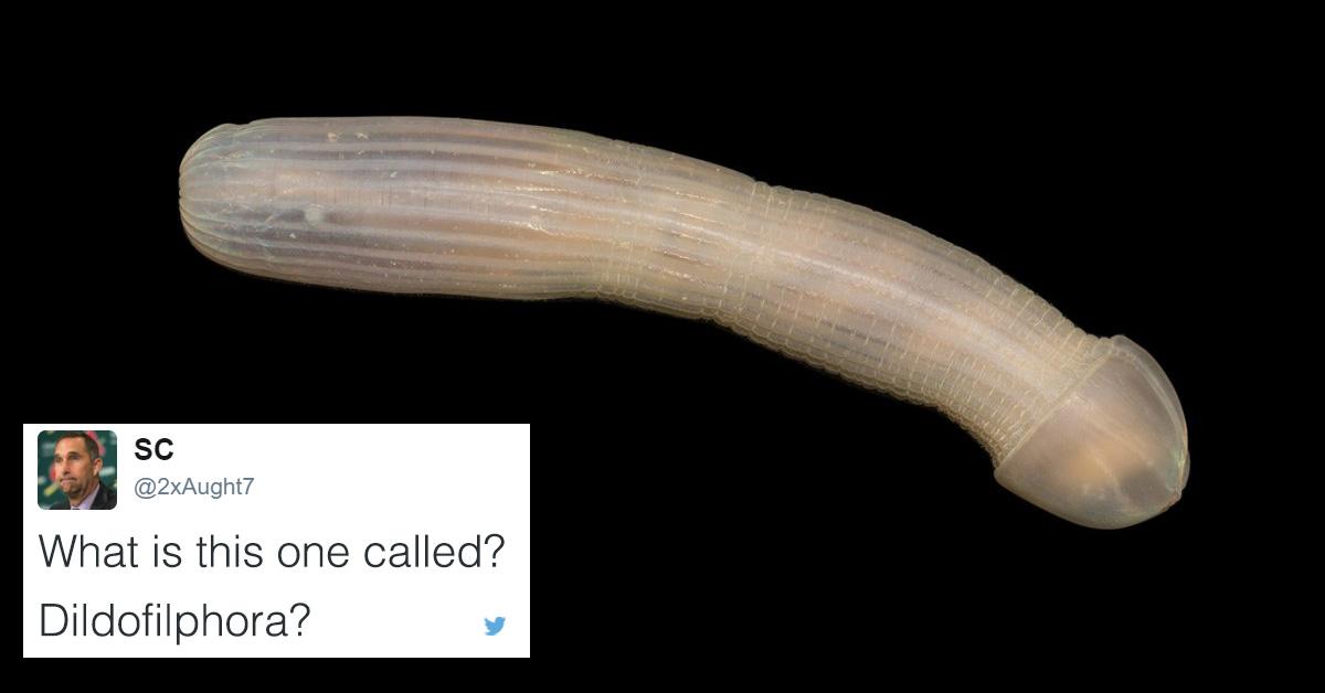 Scientists Discover 'Peanut Worm' Fish That Totally Looks Like