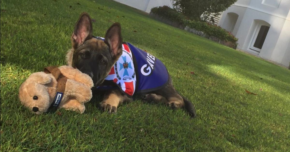 This Dog WTraining They Had To Find Him A New Job