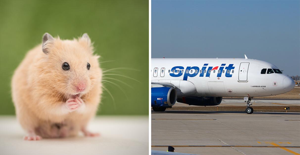Student says she flushed 'emotional support hamster' after Spirit Airlines  denied passage, Air transport