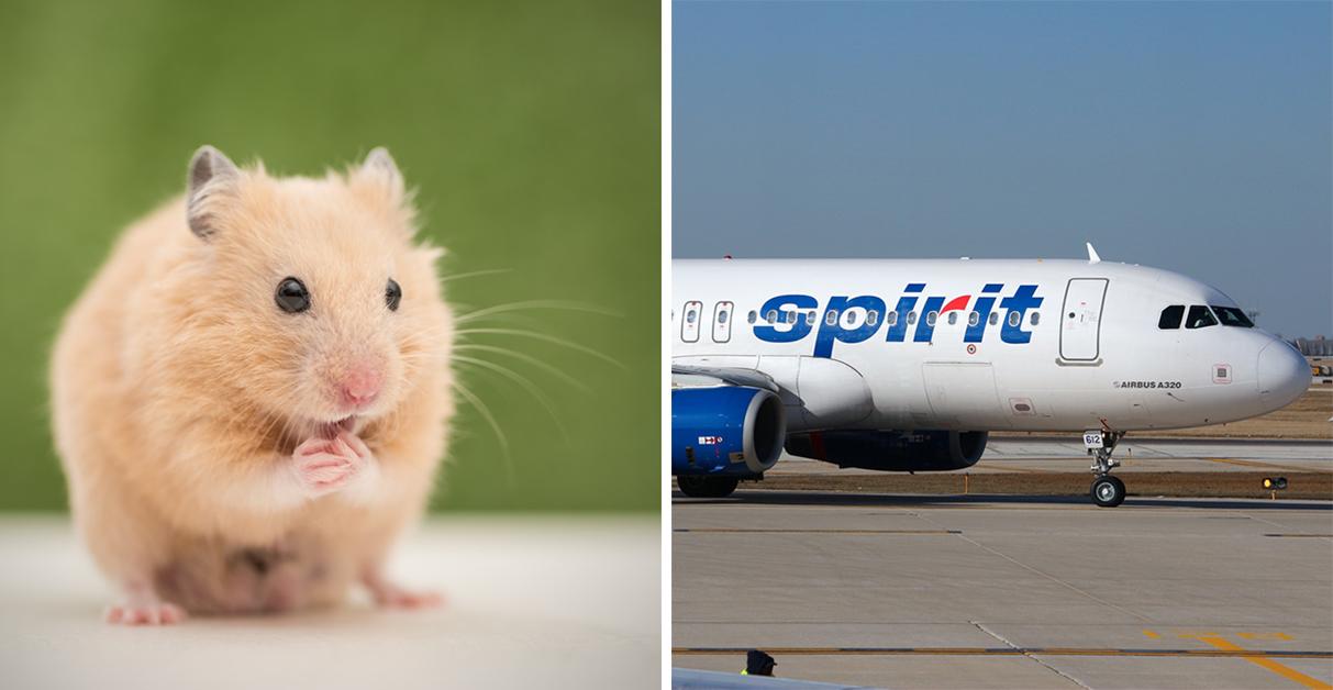 Woman Who Flushed 'Emotional Support Hamster' Down Toilet May Sue Airline