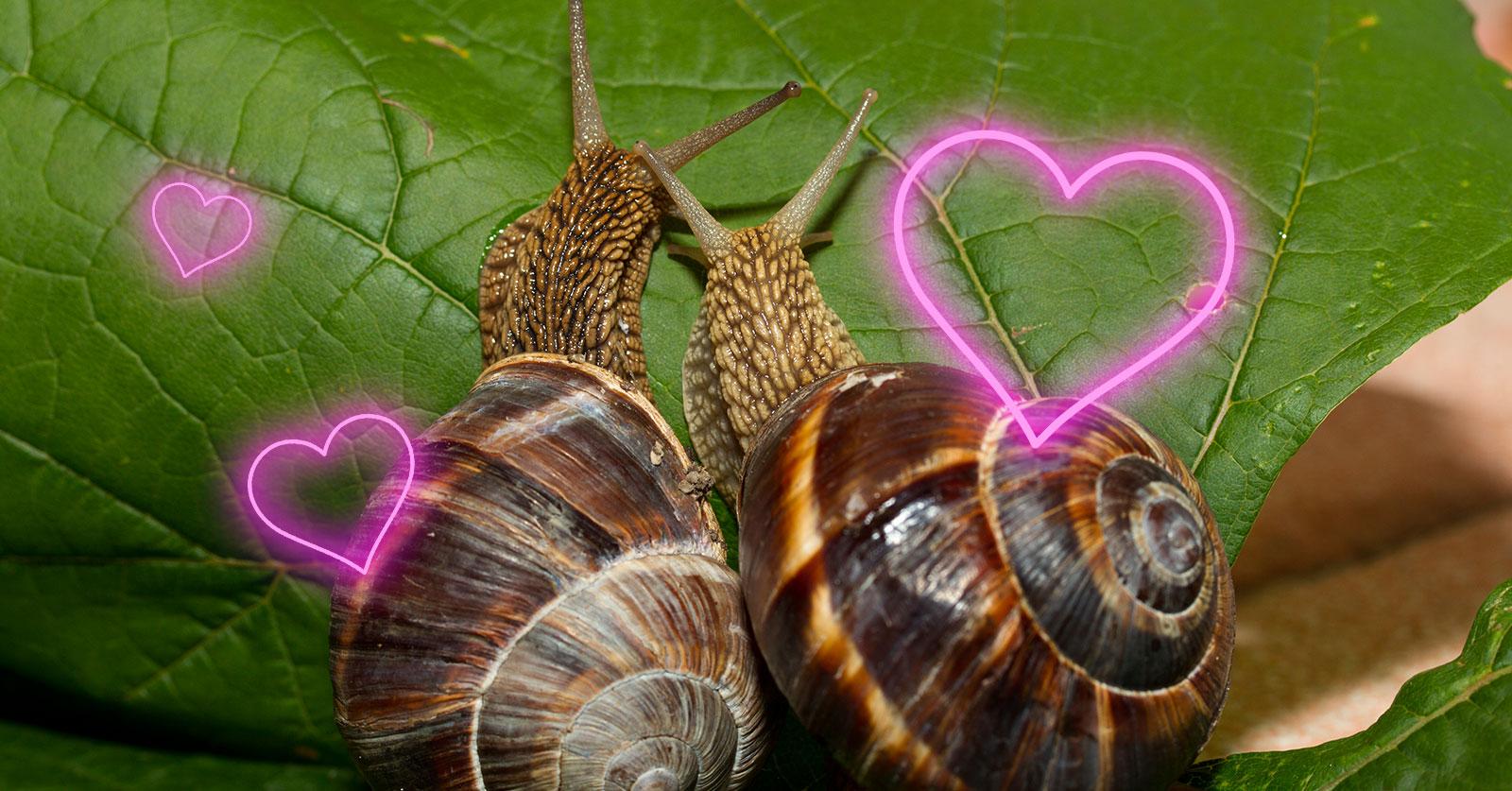 Shell-shocked: Rare snail loses out in love triangle