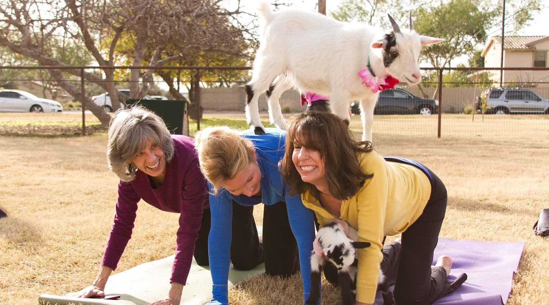 goatyoga-1492451170404.jpg