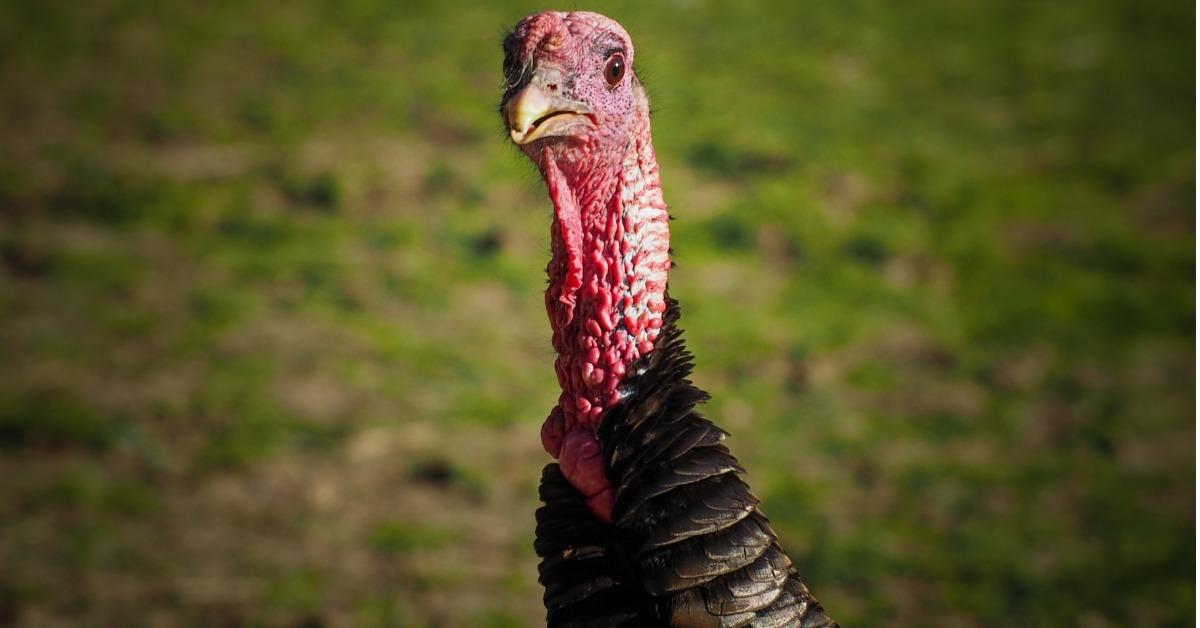 surprised wild turkey picture id