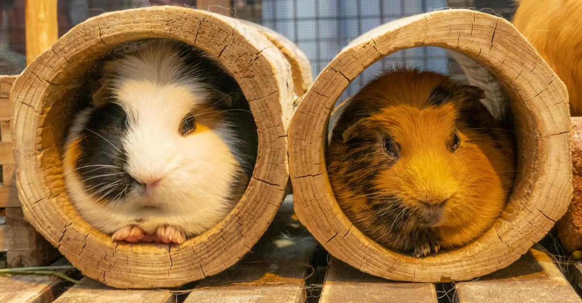 guinea pigs