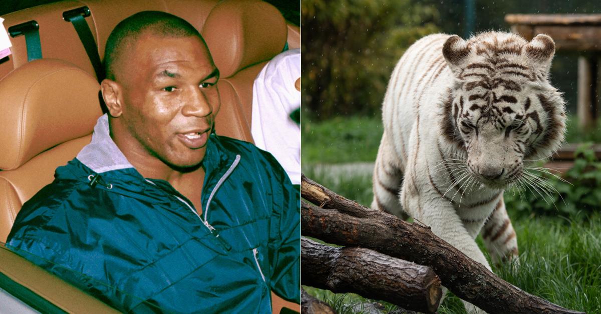 Mike Tyson and tiger