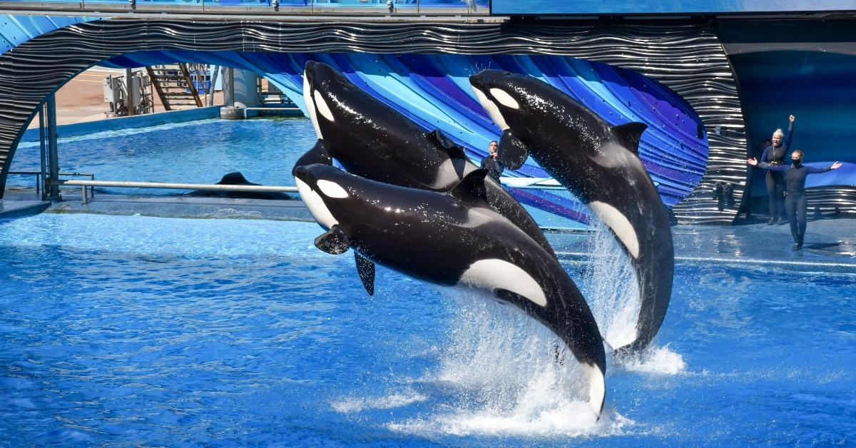 Orcas at a zoo park in Orlando.