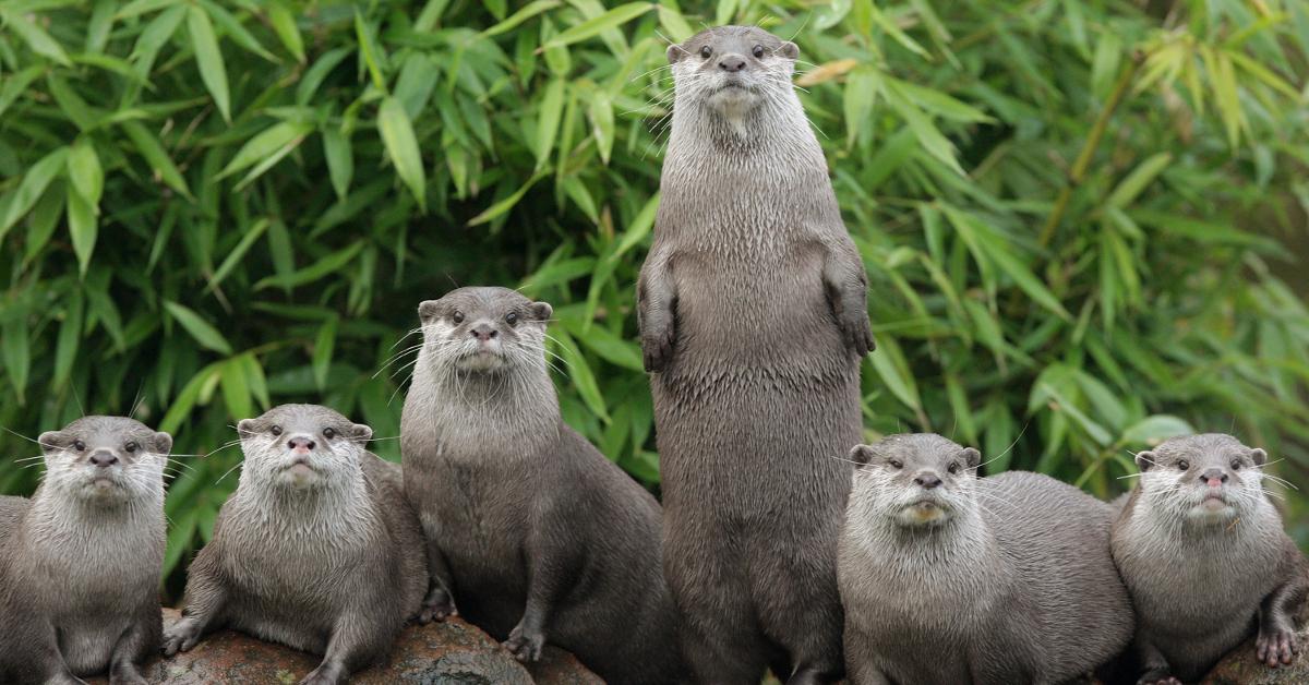 Why do female otters have scars