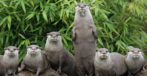 Why do female otters have scars
