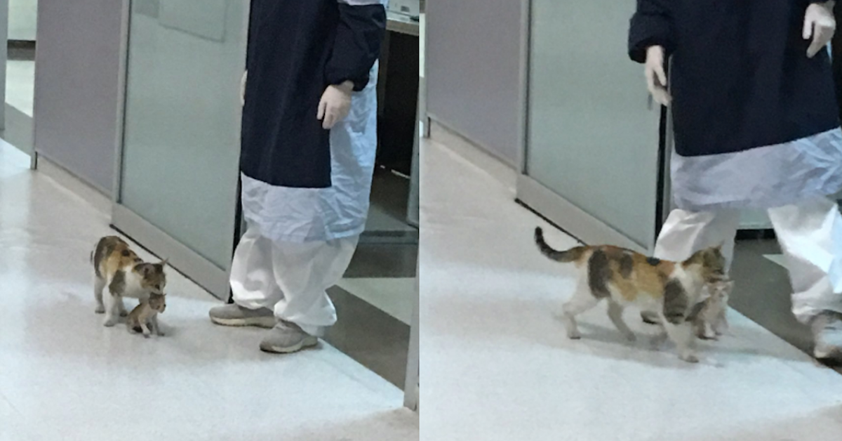 A Cat Brought Her Tiny Sick Kitten to a Human Hospital to Get Help