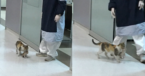 featured-cat-hospital-1588345801661.jpg