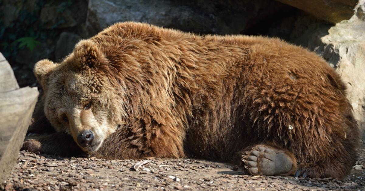 cover-bear-1491842128827.jpg
