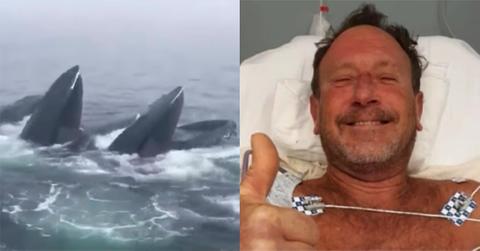 Humpback whales, Michael Packard