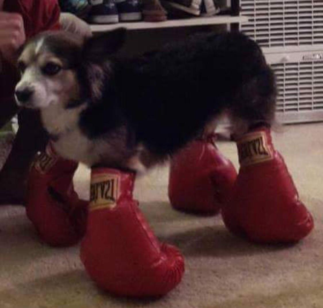 dogboxinggloves-1535138282415-1535138284028.jpg